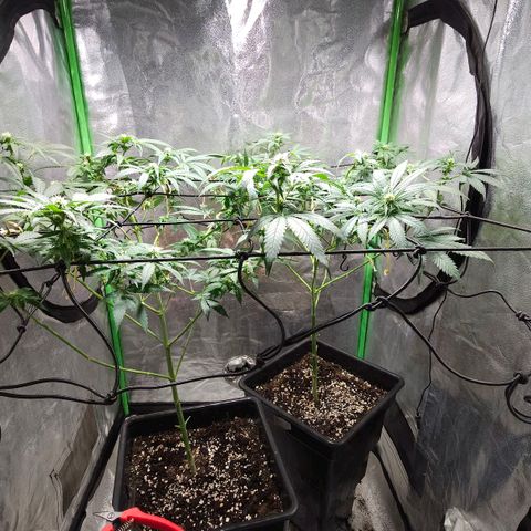 Baba-G 1.1 growlog timeline photo