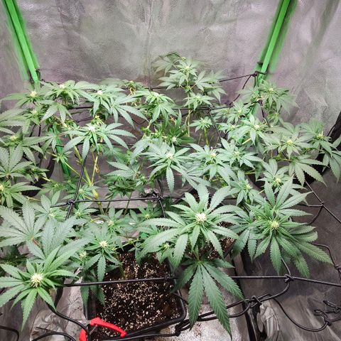 Baba-G 1.1 growlog timeline photo