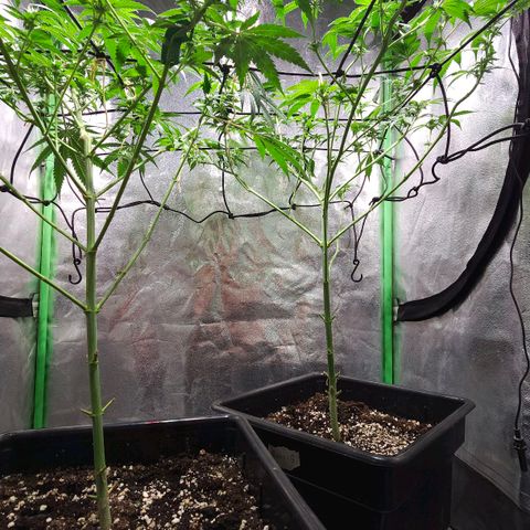 Baba-G 1.1 growlog timeline photo