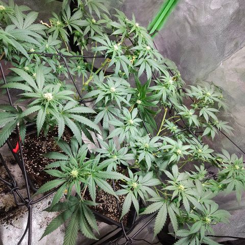 Baba-G 1.1 growlog timeline photo