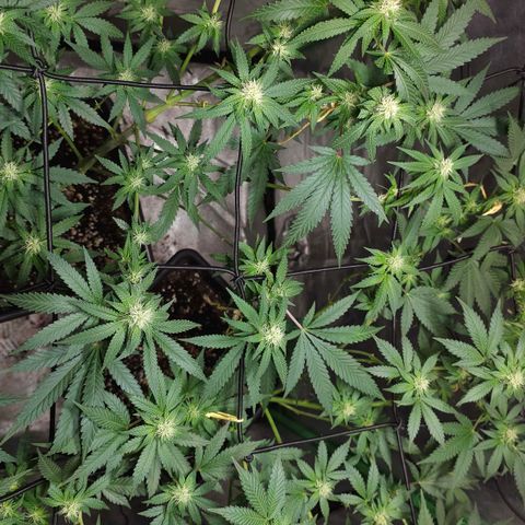 Baba-G 1.1 growlog timeline photo