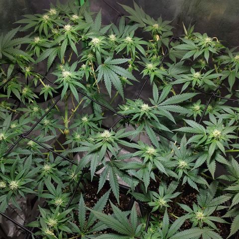 Baba-G 1.1 growlog timeline photo