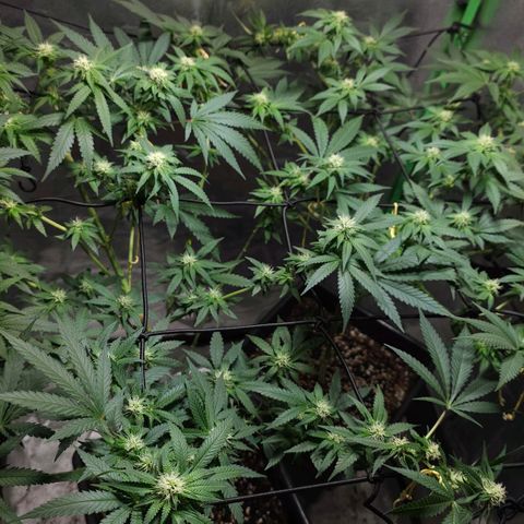 Baba-G 1.1 growlog timeline photo