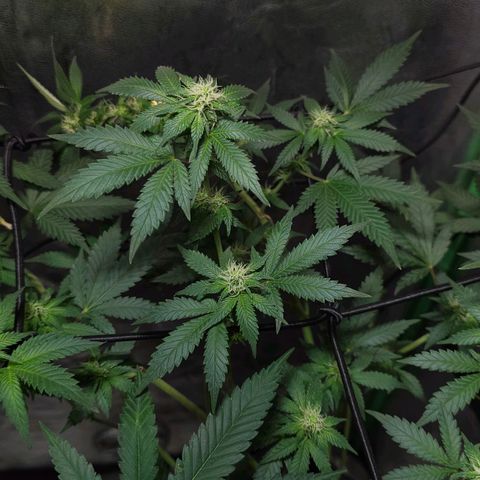 Baba-G 1.1 growlog timeline photo