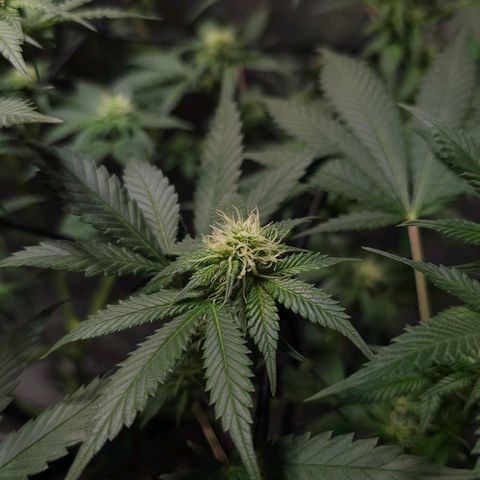 Baba-G 1.1 growlog timeline photo