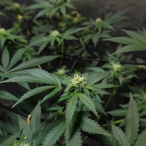 Baba-G 1.1 growlog timeline photo
