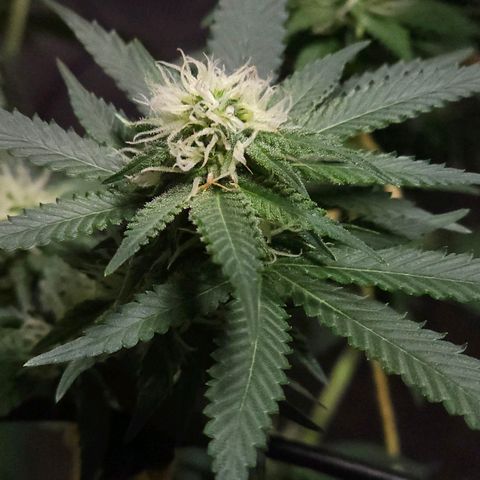 Starship 1.1 growlog timeline photo