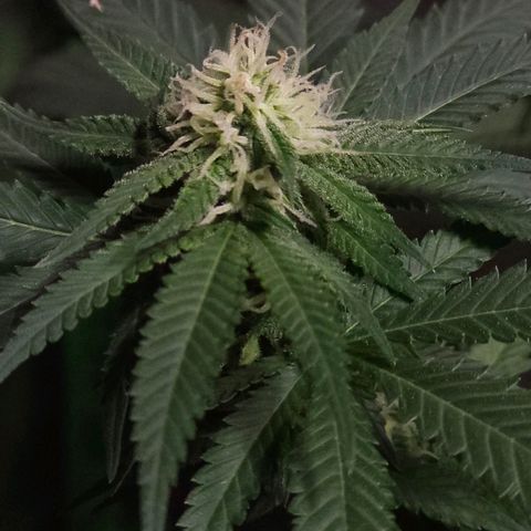 Starship 1.1 growlog timeline photo