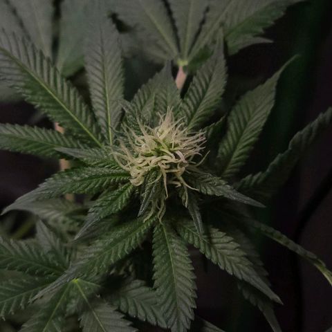 Baba-G 1.1 growlog timeline photo