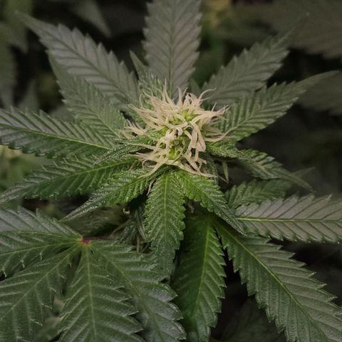 Baba-G 1.1 growlog timeline photo