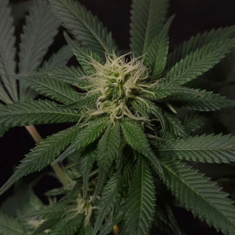 Baba-G 1.1 growlog timeline photo