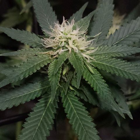 Starship 1.1 growlog timeline photo