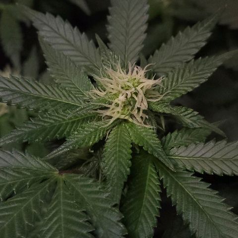 Baba-G 1.1 growlog timeline photo