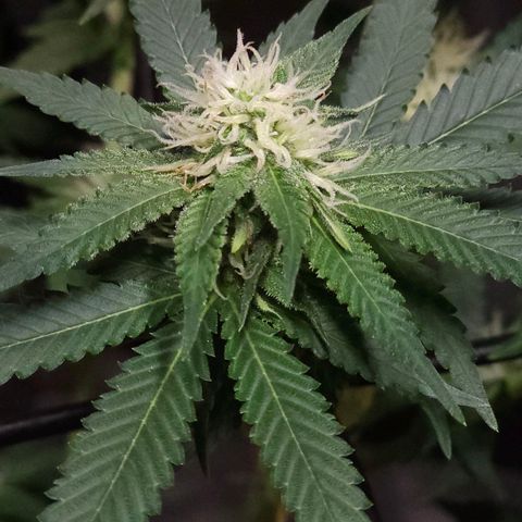 Starship 1.1 growlog timeline photo