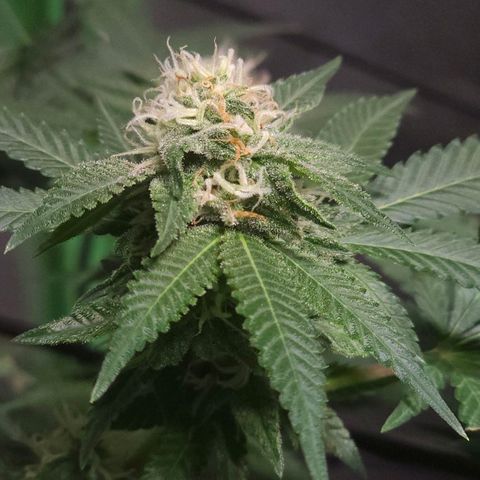 Starship 1.1 growlog timeline photo