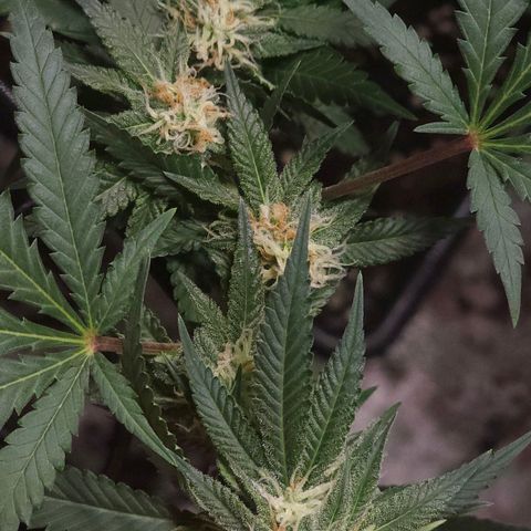 Starship 1.1 growlog timeline photo