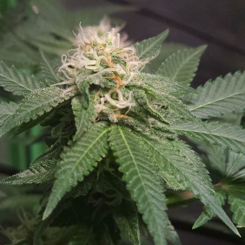 Starship 1.1 growlog timeline photo