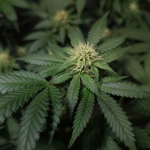 Baba-G 1.1 growlog timeline photo