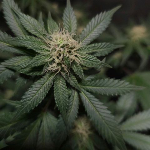 Baba-G 1.1 growlog timeline photo
