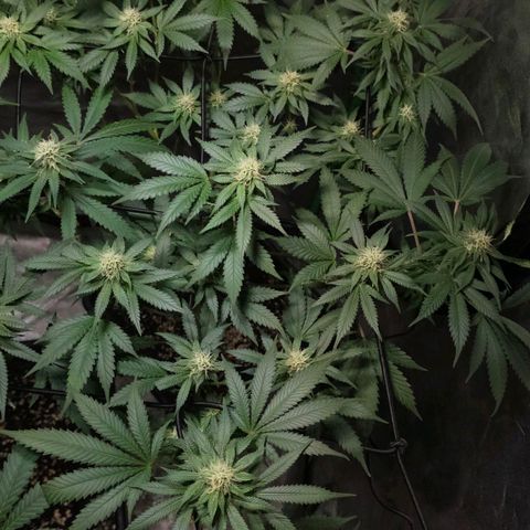 Baba-G 1.1 growlog timeline photo