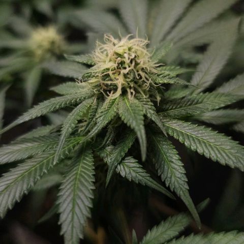 Baba-G 1.1 growlog timeline photo