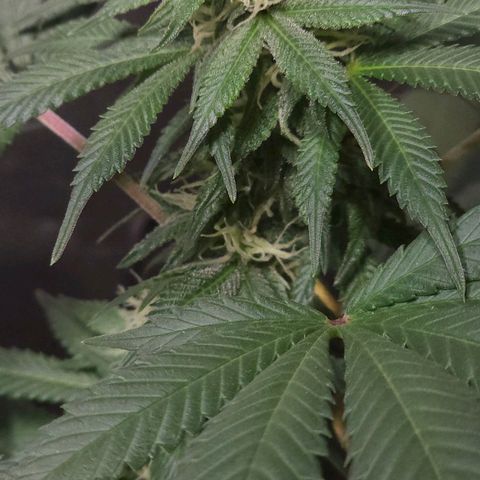 Baba-G 1.1 growlog timeline photo