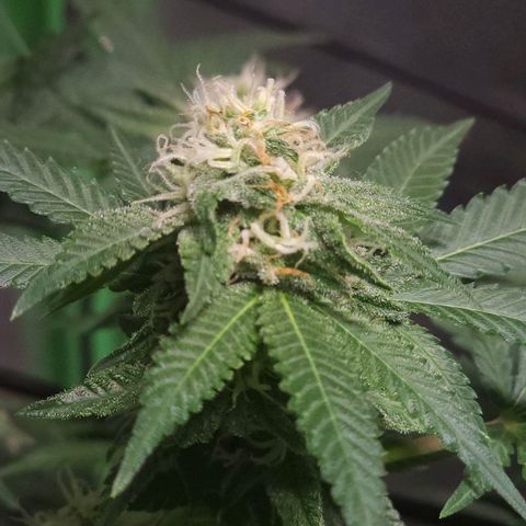 Starship 1.1 growlog timeline photo