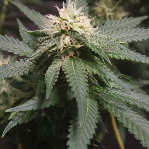 Starship 1.1 growlog timeline photo