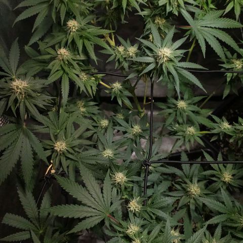 Starship 1.1 growlog timeline photo
