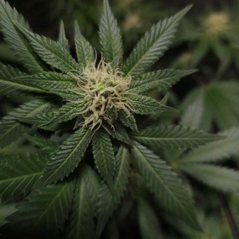 Baba-G 1.1 growlog timeline photo