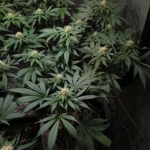 Baba-G 1.1 growlog timeline photo