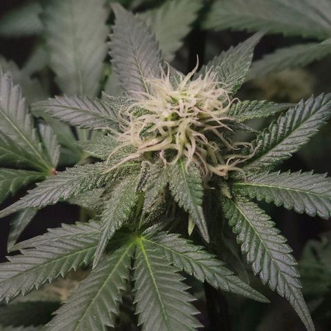 Baba-G 1.1 growlog timeline photo