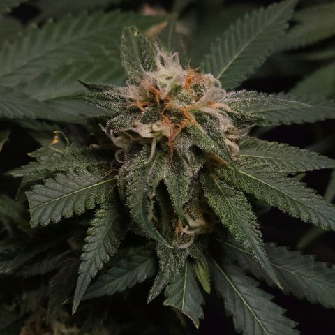 Starship 1.1 growlog timeline photo