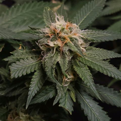 Starship 1.1 growlog timeline photo