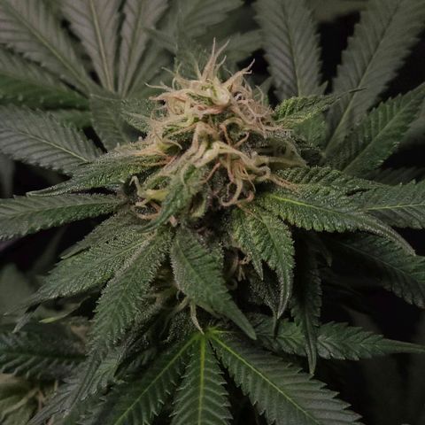 Baba-G 1.1 growlog timeline photo