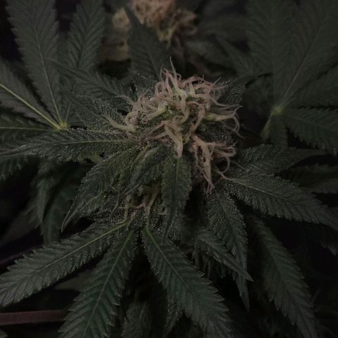 Baba-G 1.1 growlog timeline photo