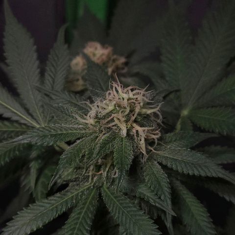Baba-G 1.1 growlog timeline photo