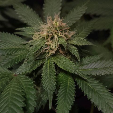 Baba-G 1.1 growlog timeline photo