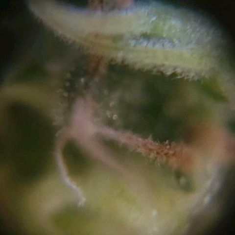 Baba-G 1.1 growlog timeline photo