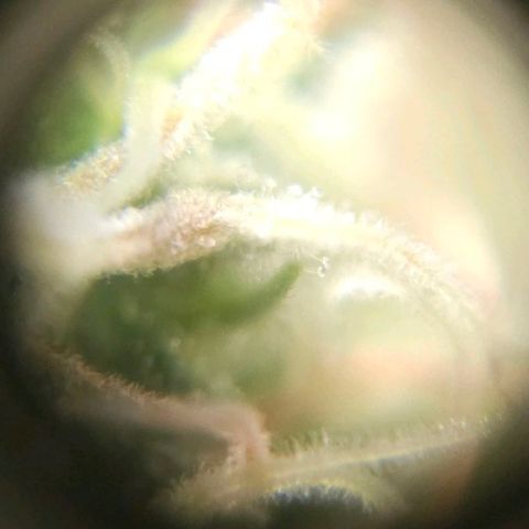 Baba-G 1.1 growlog timeline photo
