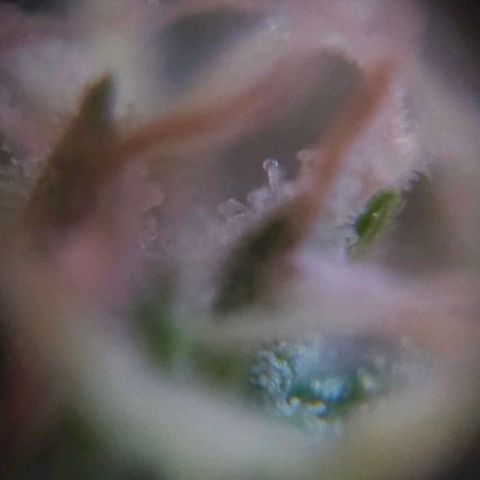 Baba-G 1.1 growlog timeline photo