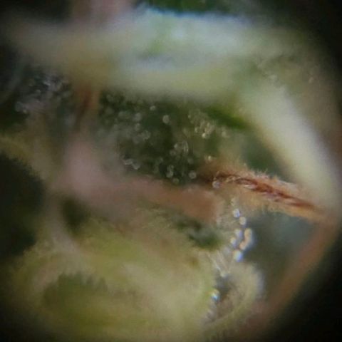 Baba-G 1.1 growlog timeline photo