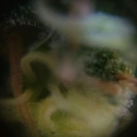 Baba-G 1.1 growlog timeline photo