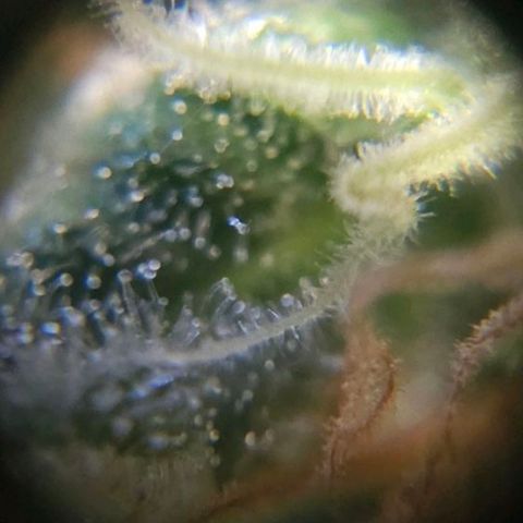 Starship 1.1 growlog timeline photo
