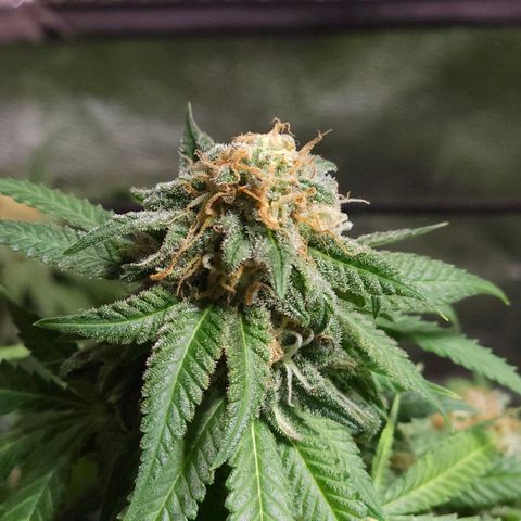 Starship 1.1 growlog timeline photo