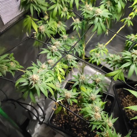 Starship 1.1 growlog timeline photo