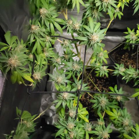 Starship 1.1 growlog timeline photo