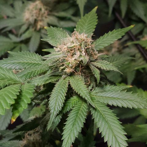 Baba-G 1.1 growlog timeline photo