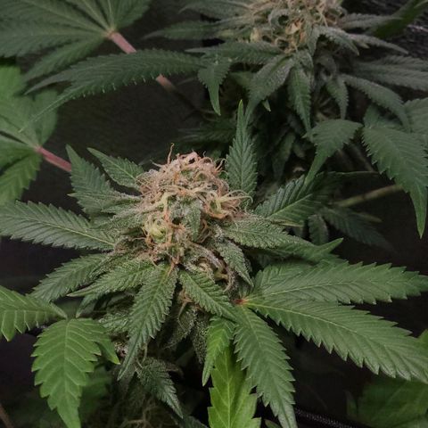Baba-G 1.1 growlog timeline photo