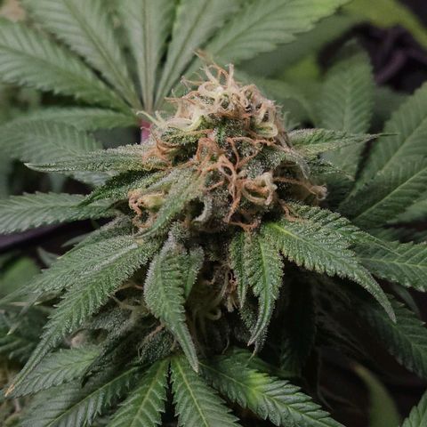 Baba-G 1.1 growlog timeline photo